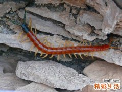 梦见蜈蚣是什么意思，梦到蜈蚣被自己打死了