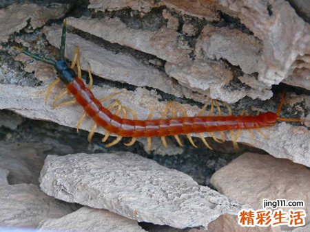 梦见蜈蚣是什么意思，梦到蜈蚣被自己打死了