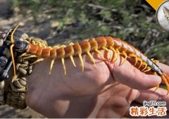 做梦梦见蜈蚣是什么意思，梦见到处都是蜈蚣是为什么
