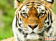 2022属虎的今年多大 属虎在2022年的运程是怎么样