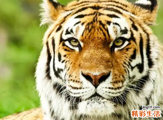 2022属虎的今年多大 属虎在2022年的运程是怎么样
