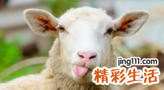 2022属羊的今年多大 属羊在2022年的运程是怎么样