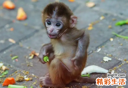2022属猴的今年多大 属猴在2022年的运程是怎么样