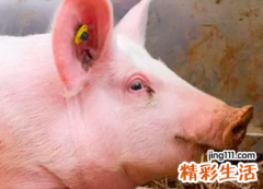 2022属猪的今年多大 属猪在2022年的运程是怎么样