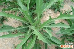小满节气吃什么传统食物 小满节气风俗要吃什么食物