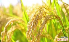 小满节气是几月几日 小满节气的含义是什么