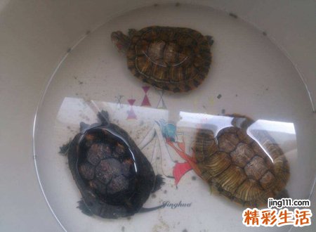 养三只龟的风水禁忌