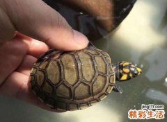 遇到乌龟是兆头好吗