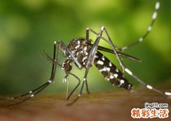 梦见蚊子是什么意思，做梦梦到蚊子成群密密麻麻