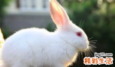 2022年属兔几月份可以结婚 2022年属兔的适合结婚吗