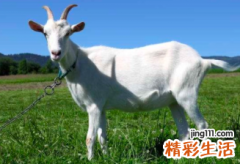 2022年属羊几月份可以结婚 2022年属羊的适合结婚吗