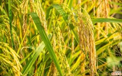 芒种种植什么农作物 芒种的寓意和象征是什么