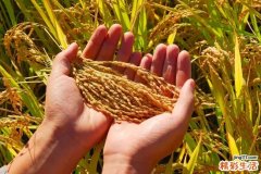 芒种是什么季节 芒种是什么季节的节气