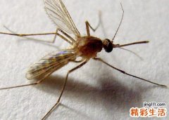 梦见蚊子成群但没咬我，做梦梦到驱赶打死蚊子