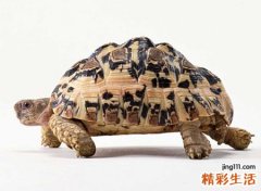 梦见乌龟是什么意思，做梦梦到乌龟在水里游好吗