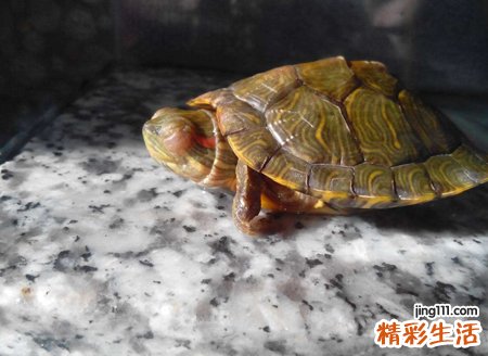 梦见乌龟咬人咬出血，做梦梦到乌龟咬手是什么预示