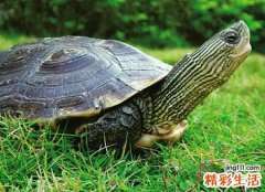 梦见乌龟是什么预兆，做梦梦到好多大小不一的乌龟