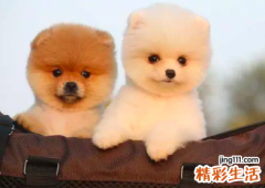 2022年属狗几月份可以结婚 2022年属狗的适合结婚吗