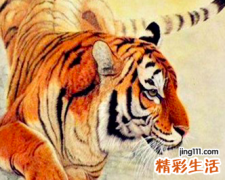 属虎正月出生女人命运,正月属虎的女人命运和婚姻怎么样