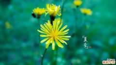 夏至是最热的时候吗 夏至是热天的开始吗