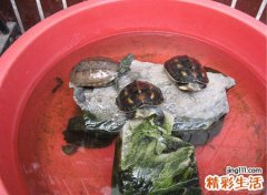养三只乌龟有讲究