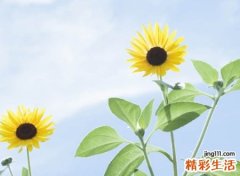诗情画意的微信名字，高雅有诗意的微信唯美网名