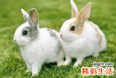 十二星座属兔的是什么星座 兔年出生的是什么星座