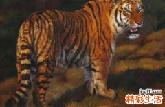 1986年的虎运势分析 1986年属虎的一生的运势