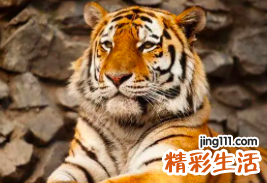 1986年虎的一生运势 1986属虎人2022年综合运势