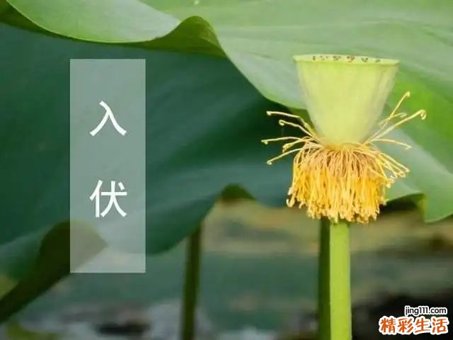初伏中伏末伏有什么区别