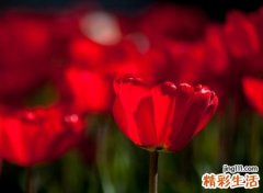带彼岸花的微信网名，有关彼岸花的微信唯美名字