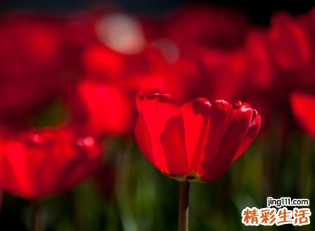 带彼岸花的微信网名，有关彼岸花的微信唯美名字