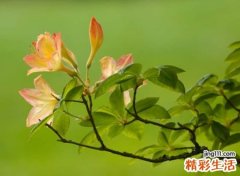 经典抖音长网名，长一点的抖音个性名字