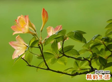 经典抖音长网名，长一点的抖音个性名字