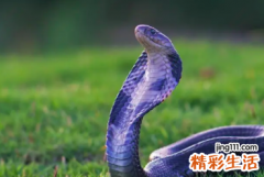 蛇人今日运势 蛇人今年运势及每月情况