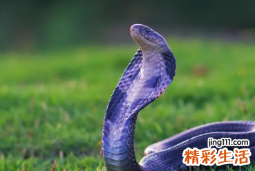 蛇人今日运势 蛇人今年运势及每月情况