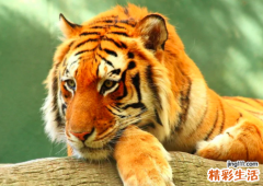 属虎的人七月运势 属虎七月出生的人命运怎么样