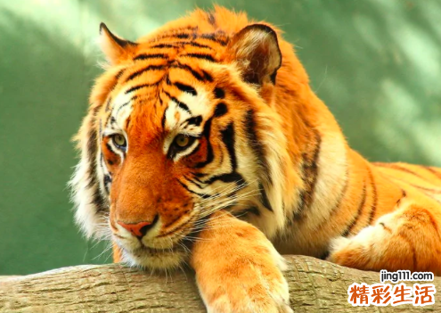 属虎的人七月运势 属虎七月出生的人命运怎么样