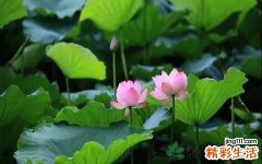 中伏为什么吃面条 中伏吃面条什么意思