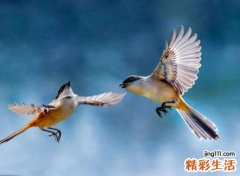 90年属马的是什么命，1990年属马女必定二婚吗