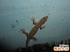 家里有壁虎有什么预兆