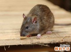 家里老鼠多有什么预兆