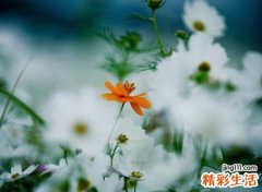 青春阳光的最萌励志网名，萌萌哒可爱提神的抖音昵称