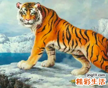 属虎一生运势及运程 属虎运势及运程每月运程
