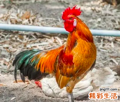 81年的鸡一生运势 81年属鸡2022年运势及运程每月运程男