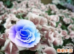 优雅成熟的励志快手网名，今年快手最火爆的好听名字