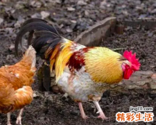 属鸡金命是什么意思 属鸡的人适合在哪里发展 ?