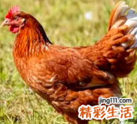 属鸡的运气不好怎么转运 属鸡的怎么转运旺财