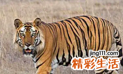 属虎人今年财运如何 属虎人今年财运在哪月 ?