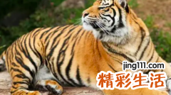 八月属虎人的运势如何 8月份的虎命运如何